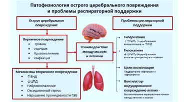 Взаимосвязь мозга и легких: как оптимизировать респираторную поддержку Взаимосвязь мозга и легких: как оптимизировать респираторную поддержку